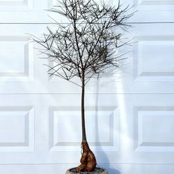 Brachychiton Rupestris/ Bottle Tree (Planter Included)