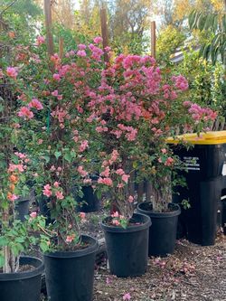 Trellis Star jazmín lantana, bouganbilia ectr