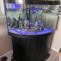 55 Gallon Fish tank With Fish 