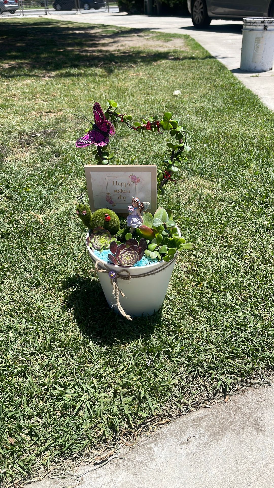 Succulents