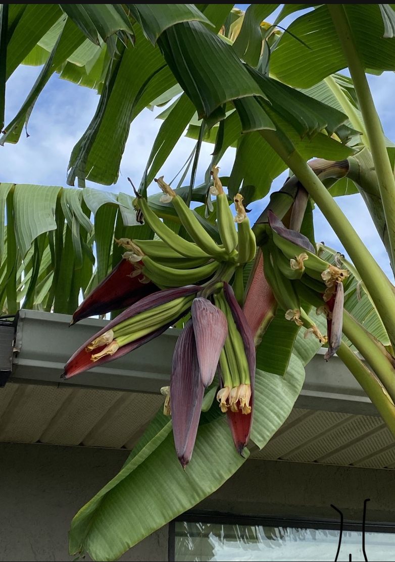 Mata De Platano Plantain Plant 34758 Poinciana