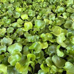 Water Hyacinths With Large Root Systems 3 For $10