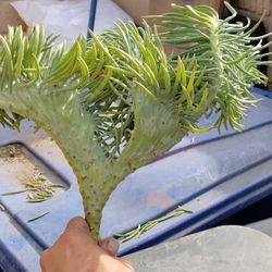  Big Beautiful Healthy Mermaid Tail Crested Succulent