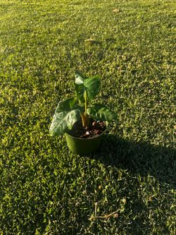 Alocasia metal head
