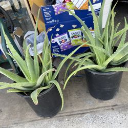 2 BEAUTIFUL ALOE VERA