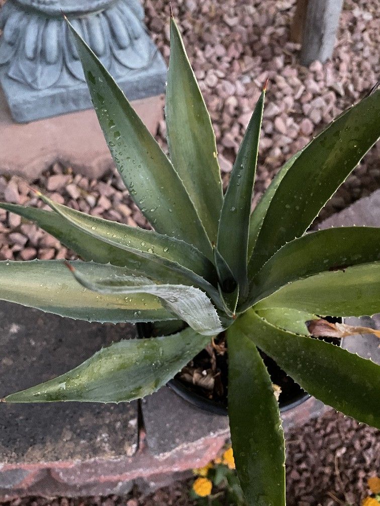 Live Blue Agave Plant In 2.5 Quart Black Plastic Growing Pot