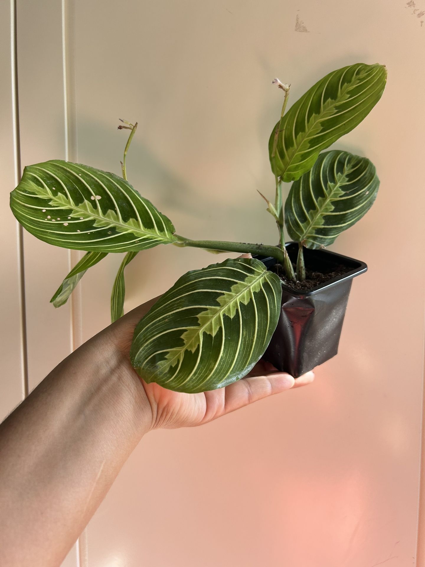Lemon Lime Maranta“I Dont Reply To Hi Is This Still Available! Read Description ⤵️
