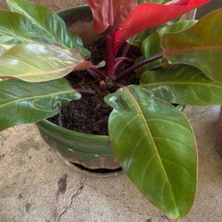 Plant And Play Pot Vase