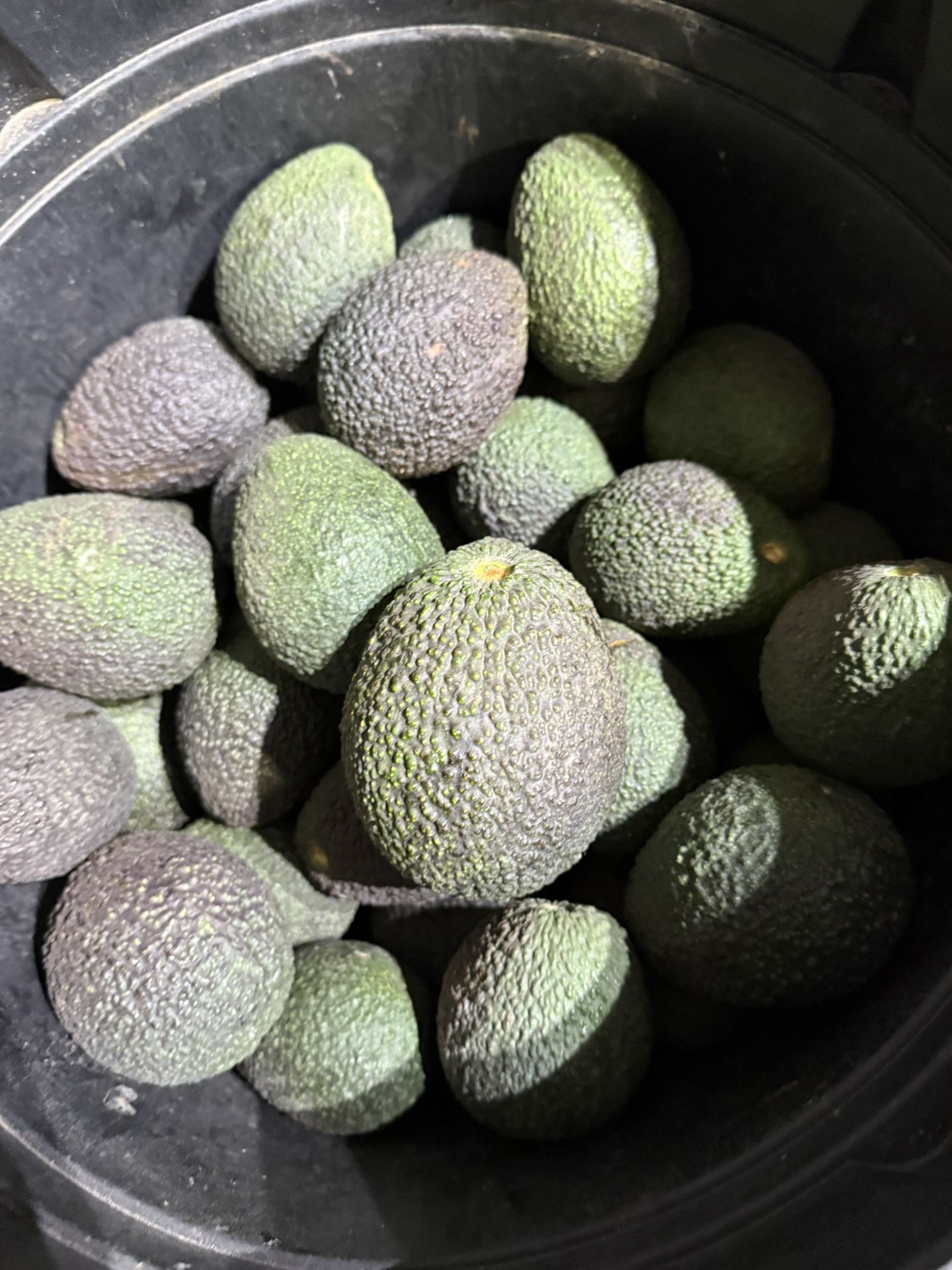 Fresh Avocado From My Farm