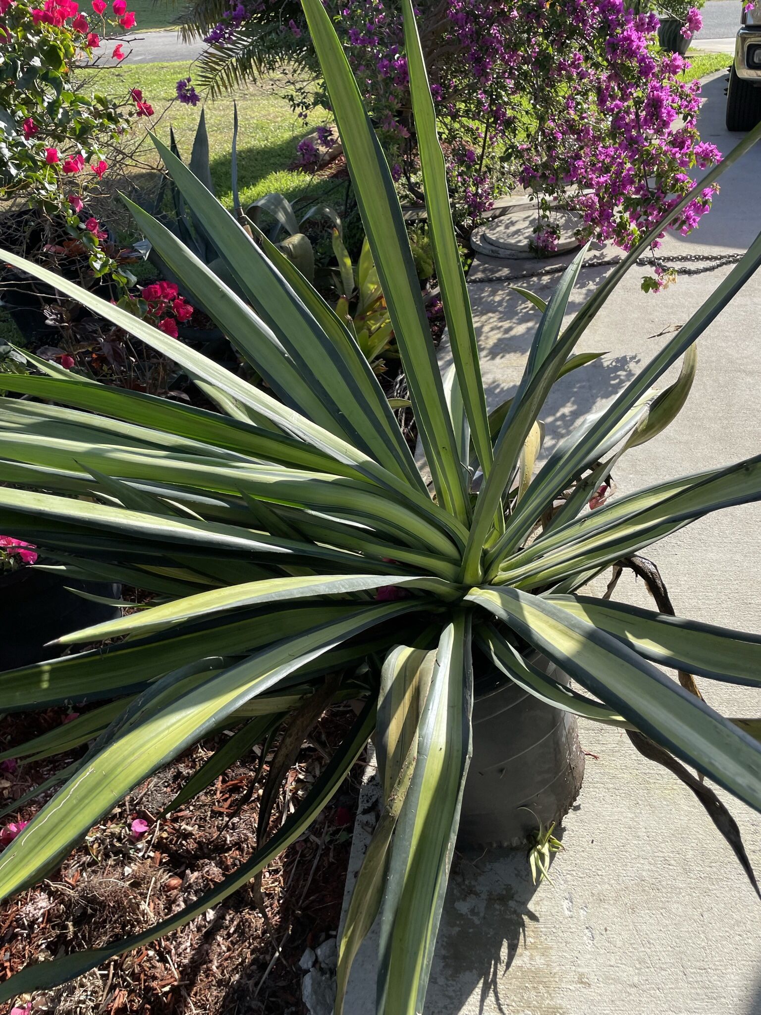 HUGE False Agave