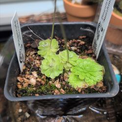 Mixed pings pinguicula ehlersiae and pinguicula sunshine carnivorous
