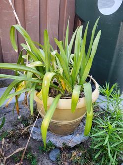 PLANTS FOR SALE