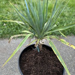Landscape Ready Palm Trees (2)