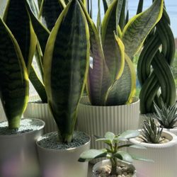 Snake Plants