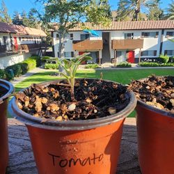 🌱 Beefsteak Tomato Plant – Healthy Starter Seedling 🌿