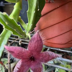 Stapelia Scitula, Starfish Flower Plant