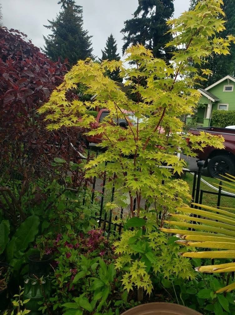 Beautiful Coral Bark Maple 🍁 