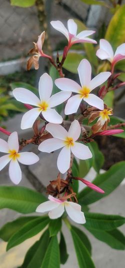 Plumeria