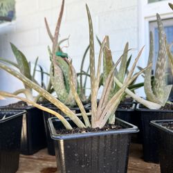 Aloe Vera Succulents 