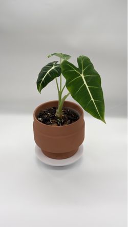 Alocasia Frydek 6” pot