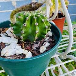 Cactus Plant With Flower Bud - White Flower