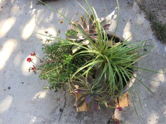 Succulent arrangement