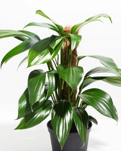 Rare Aroid Monstera Lechleriana plant/ indoor plant/ house plant/ flower patio garden