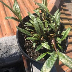 Rare Plant