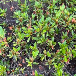Azalea With Light Pink Flowers
