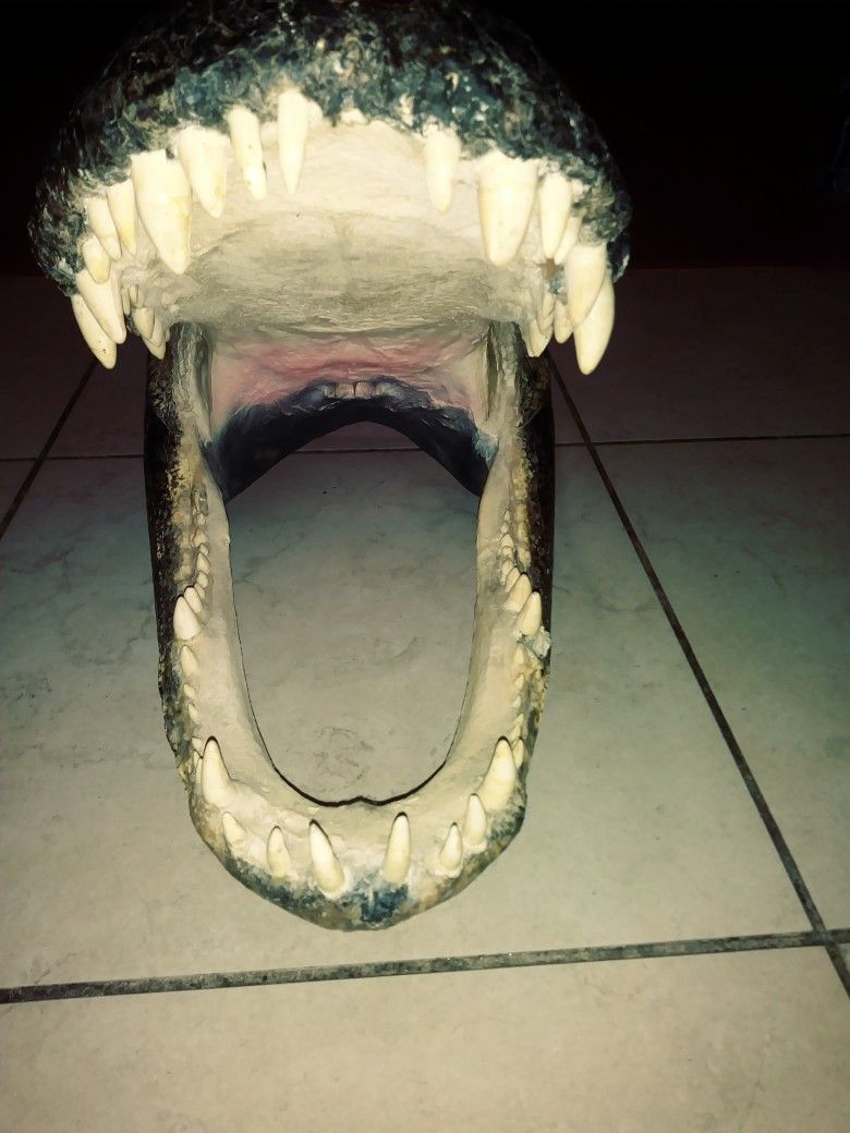 20 Inch Authentic Taxidermy Alligator Head