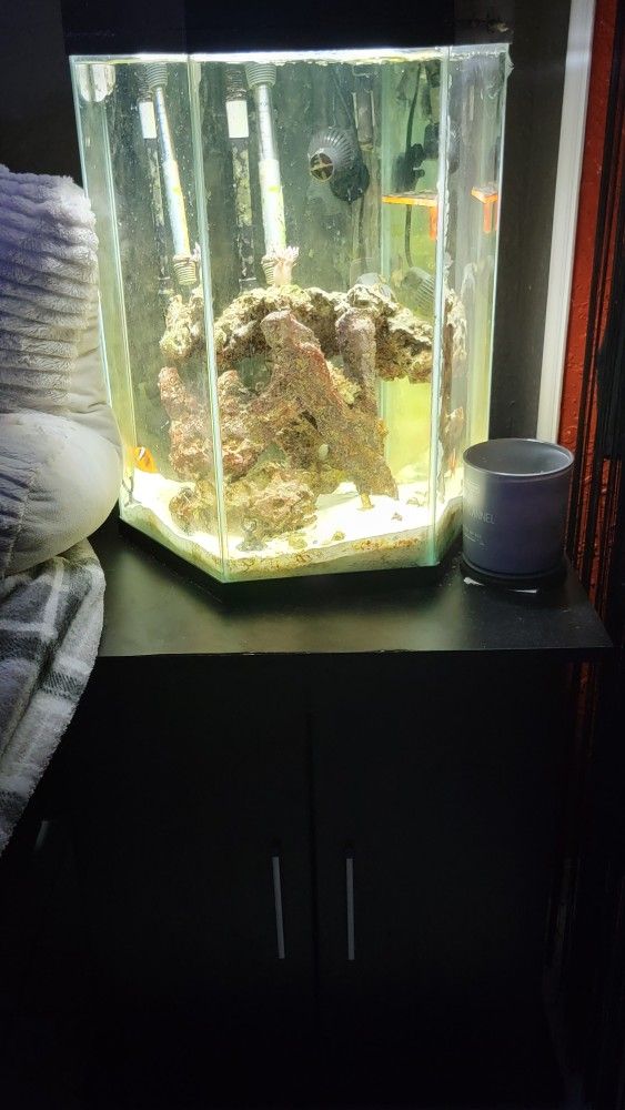 Fish Tank Setup Salt Water