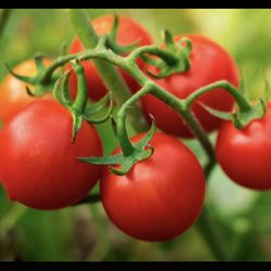 Sweet Cherry Tomato Seedling Plant 1 Gallon
