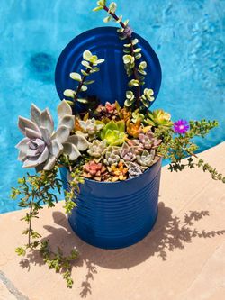 Mix succulents