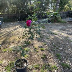 Sun 4/12 8am Plants For Sale, Osborne St, vista