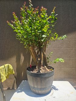 Old Giant Crape-myrtle RED Bonsai Tree