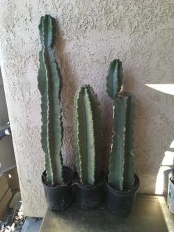 Apple Peruvian cactus