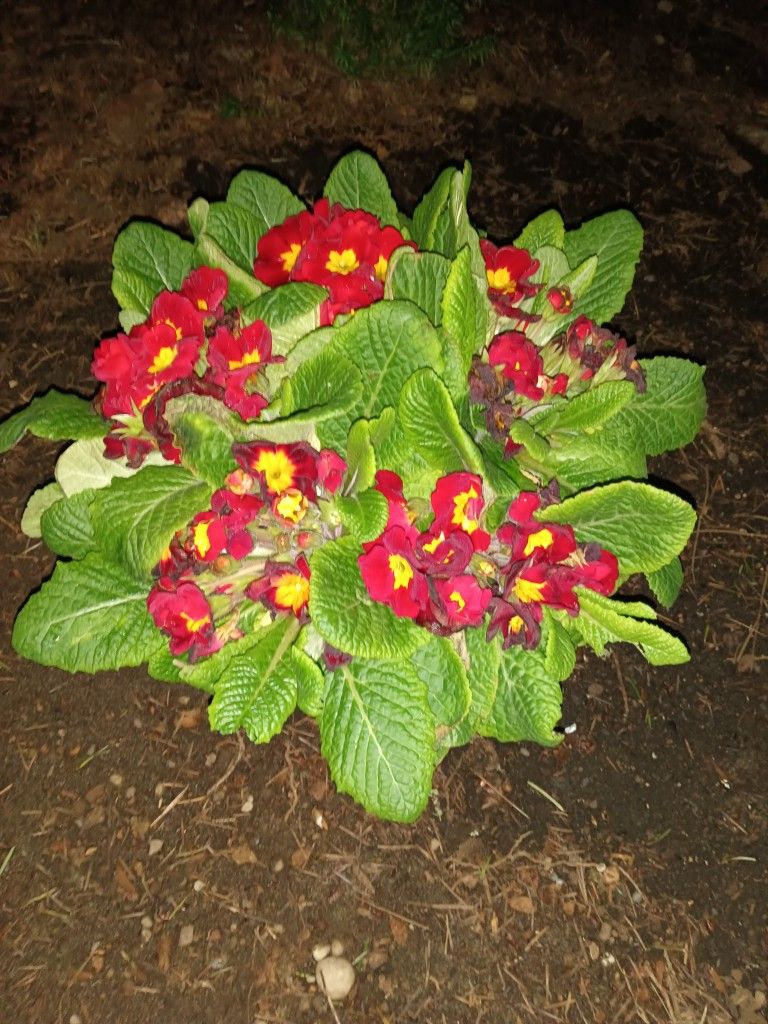 Beautiful Red Potted Flowers 