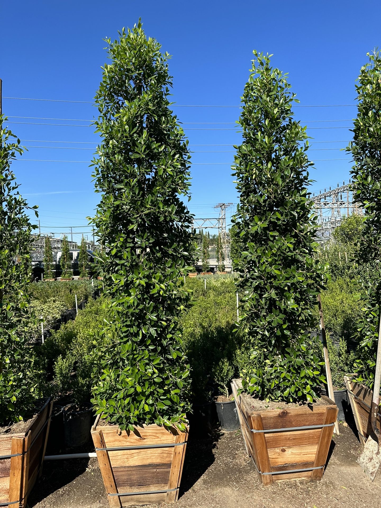 ficus nitida indian laurel hedge