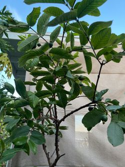 Healthy Pink Guava Tree with Fruit