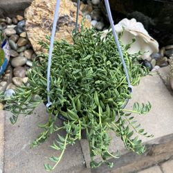 Succulent, Senecio Radicans (String Of Bananas) 92126
