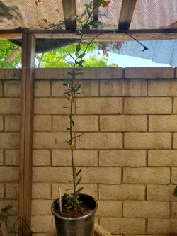 Bay leaf