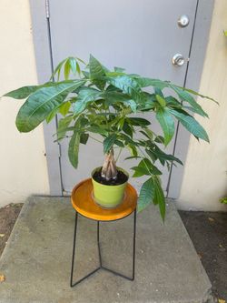 Pachira Braided Money Tree House Plant 6” Pot