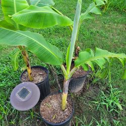 Banana Fruit Plants.