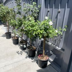 Roses Tree 