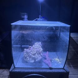Reef Tank