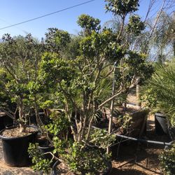 Boxwood Topiary Bonsai