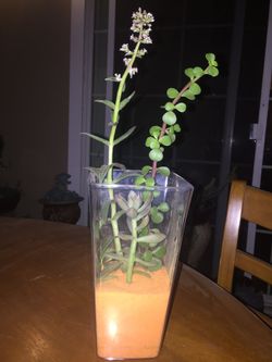 Live succulents