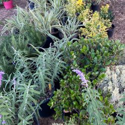 plants for sale $  5