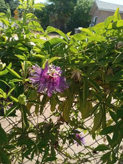 Purple passion fruit plant