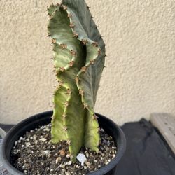 Variegated African Candelabra Cactus Plant